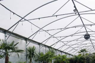 Architectural Plants - 7