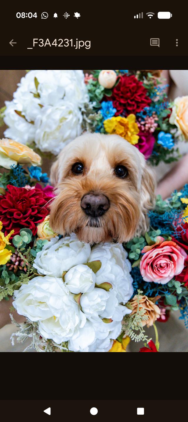 All Bright Ceremonies - 2