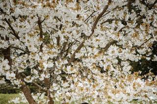 The Hare and Hounds Hotel - 8