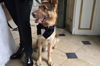 Woofs and Weddings - 11
