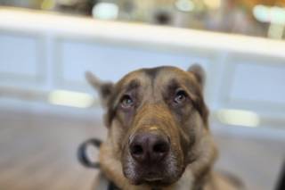 Woofs and Weddings - 12