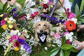 Howling with Brucey- Dog Wedding Chaperone - 3