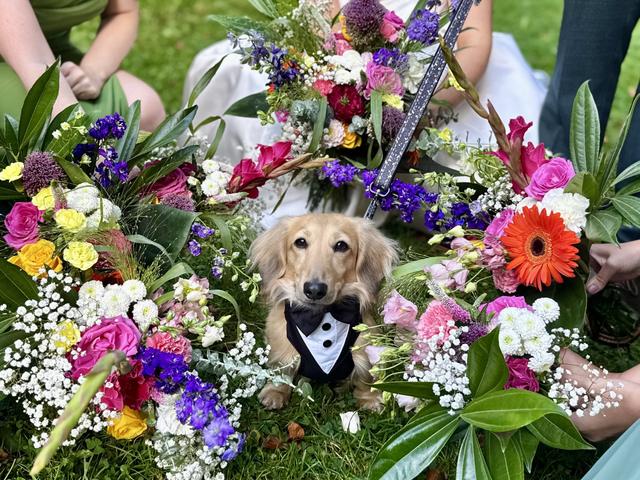 Howling with Brucey- Dog Wedding Chaperone - 1
