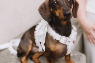 Sherry & Paws - 9