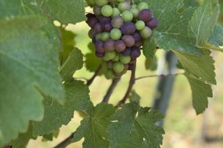 Rathfinny Wine Estate - 7