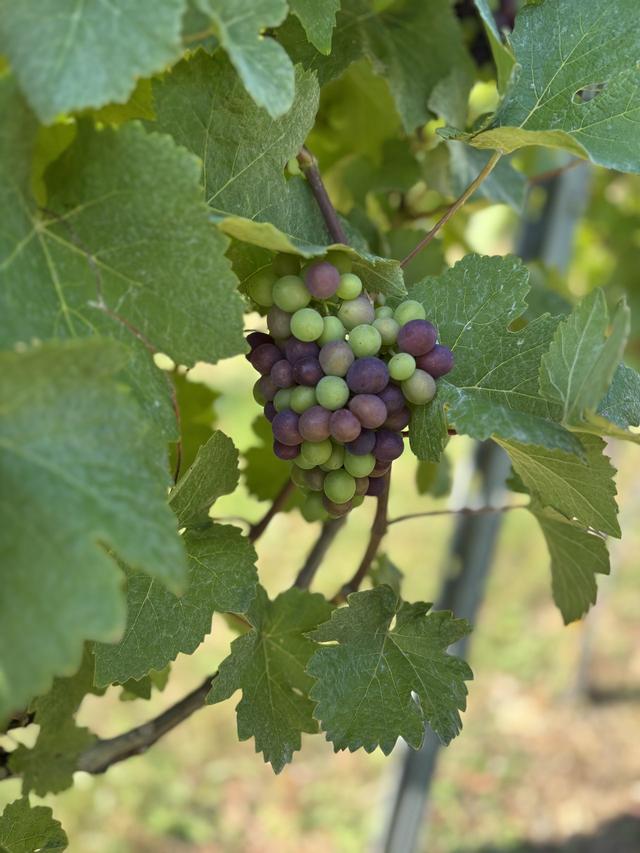 Rathfinny Wine Estate - 3