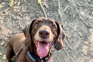 The Eventful Pup - Wedding Dog Chaperone - 1