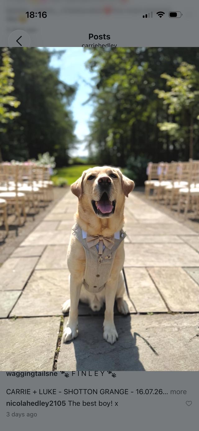 Wagging Tails Weddings - Pet Chaperone - 1
