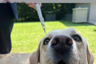 Wagging Tails Weddings - Pet Chaperone - 7