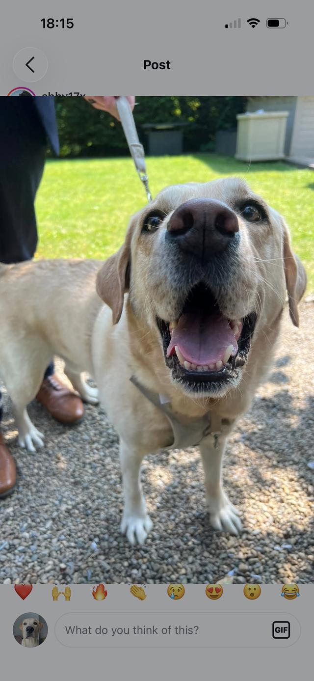 Wagging Tails Weddings - Pet Chaperone - 3