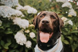 Woofs and Weddings - 25