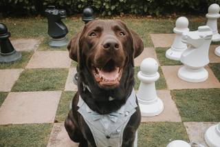 Woofs and Weddings - 27