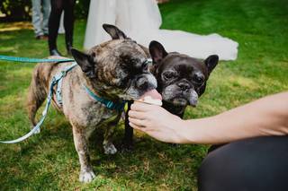 Woofs and Weddings - 6