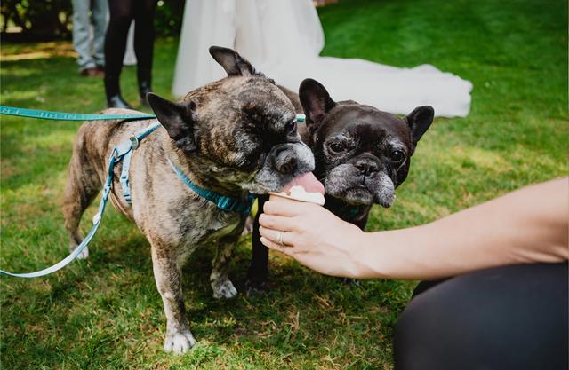Woofs and Weddings - 3