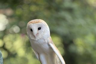 Barn Owl Ring Bearer - 25
