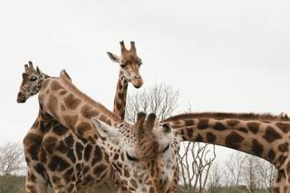 Port Lympne Hotel & Reserve - 8