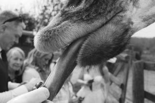 Port Lympne Hotel & Reserve - 9