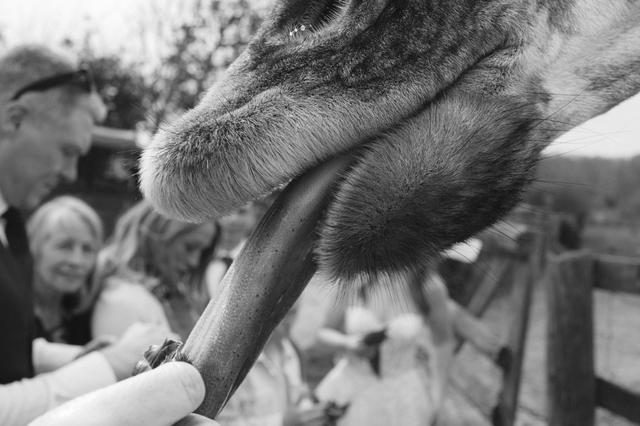 Port Lympne Hotel & Reserve - 1