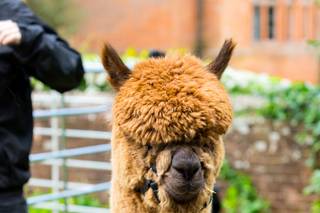 Grainmarket Alpacas Ltd - 6