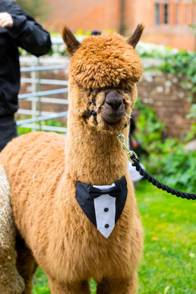 Grainmarket Alpacas Ltd - 2
