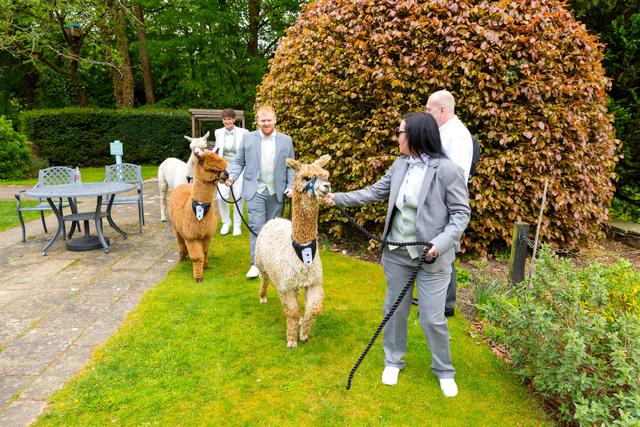 Grainmarket Alpacas Ltd - 4