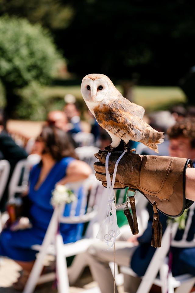 Apollo Falconry - 2