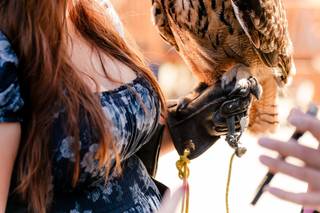 Apollo Falconry - 7