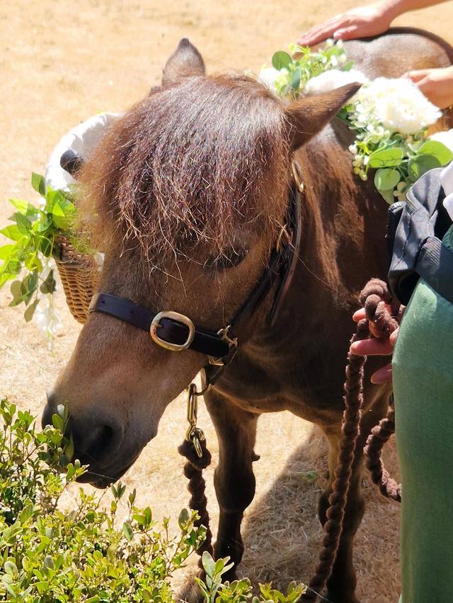 Mini Moments Ponies - 1