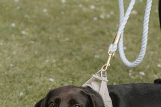 Can't say I do without you - Dog Chaperone - 2