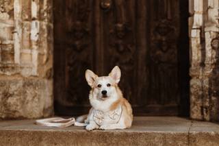Healthy Paws - Dog Wedding Chaperone Service - 7