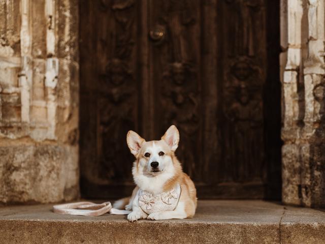 Healthy Paws - Dog Wedding Chaperone Service - 3