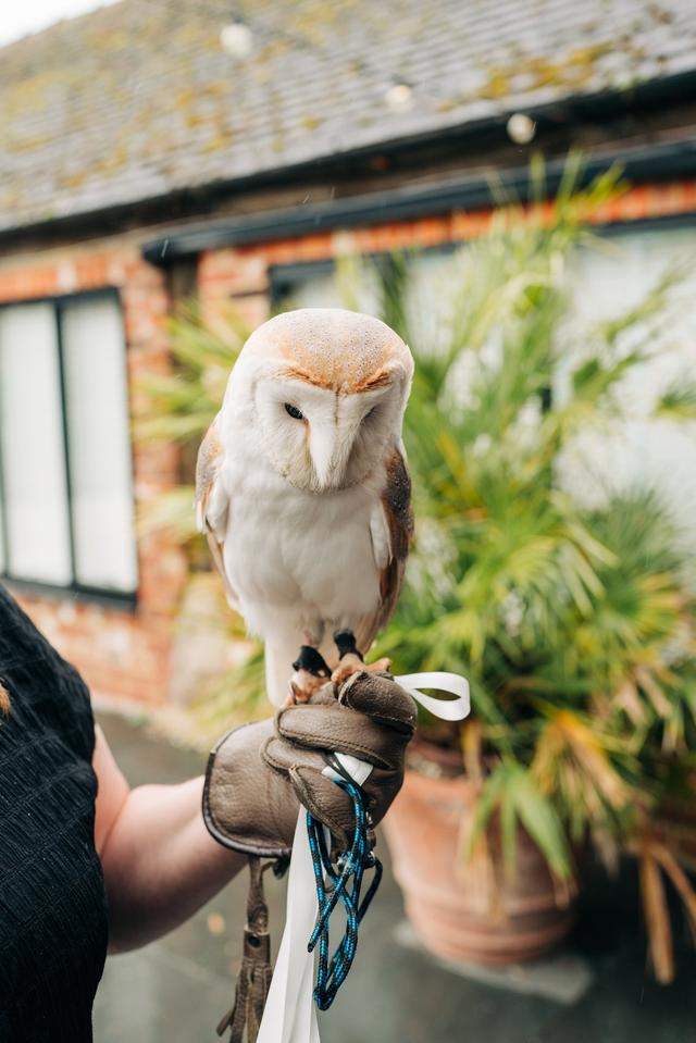 CSR Falconry - 2