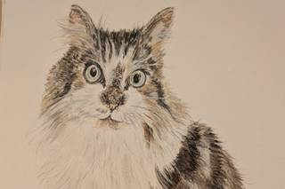 Lauren Young illustration - 6