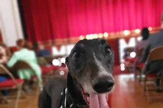 Woofs and Weddings - 28