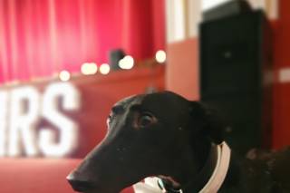 Woofs and Weddings - 29