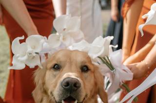 Hounds of Honour - 6