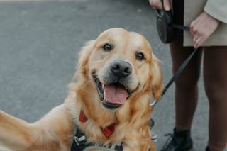 Hounds of Honour - 7