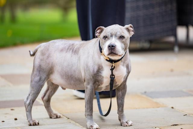 Woofs and Weddings - 1
