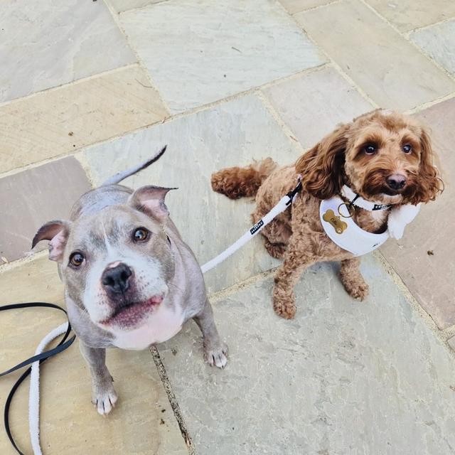 Woofs and Weddings - 4