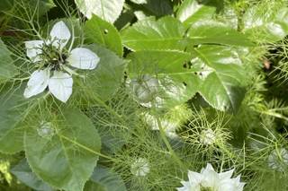 Upsidedowninaflowerbed - 9