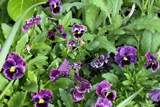 Upsidedowninaflowerbed - 10