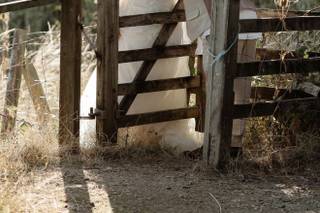 Folly Farm - 13
