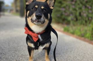 Woofs and Weddings - 17