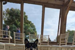 Woofs and Weddings - 18