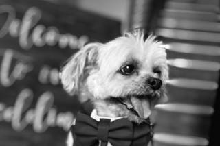 Bark Boss Wedding Dog Chaperone - 6