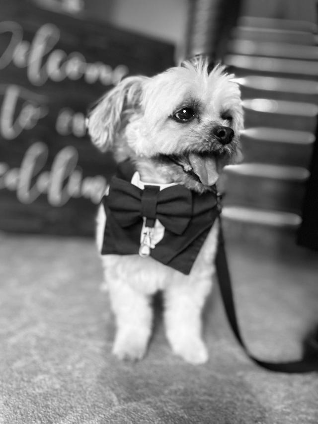 Bark Boss Wedding Dog Chaperone - 1