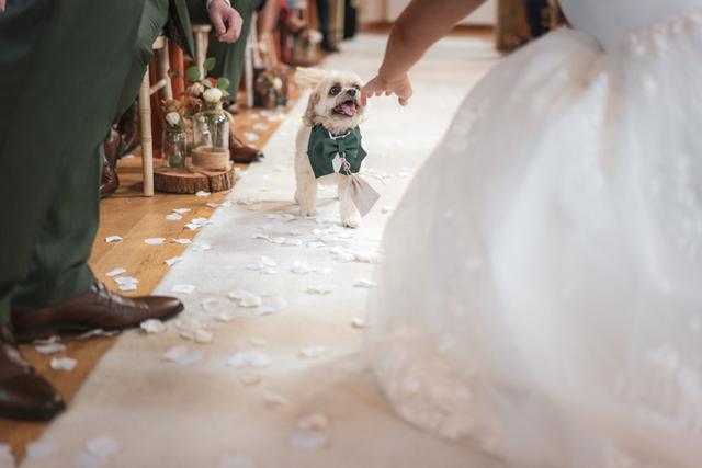 Bark Boss Wedding Dog Chaperone - 4