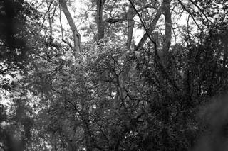 Mulberry House - 12
