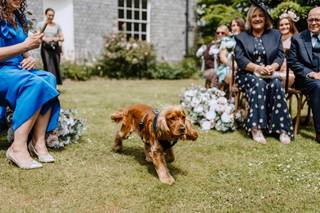 Hannah's Wedding Dog Chaperone - 6