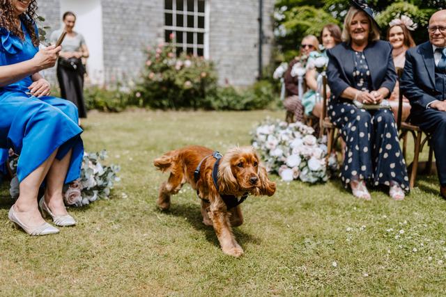 Hannah's Wedding Dog Chaperone - 3